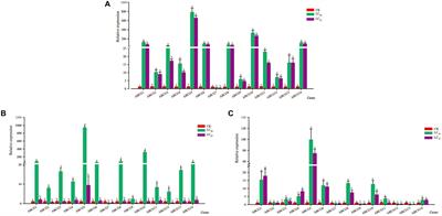 Protective and Detoxifying Enzyme Activity and ABCG Subfamily Gene Expression in Sogatella furcifera Under Insecticide Stress